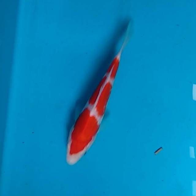Sandan kohaku original patern SQ