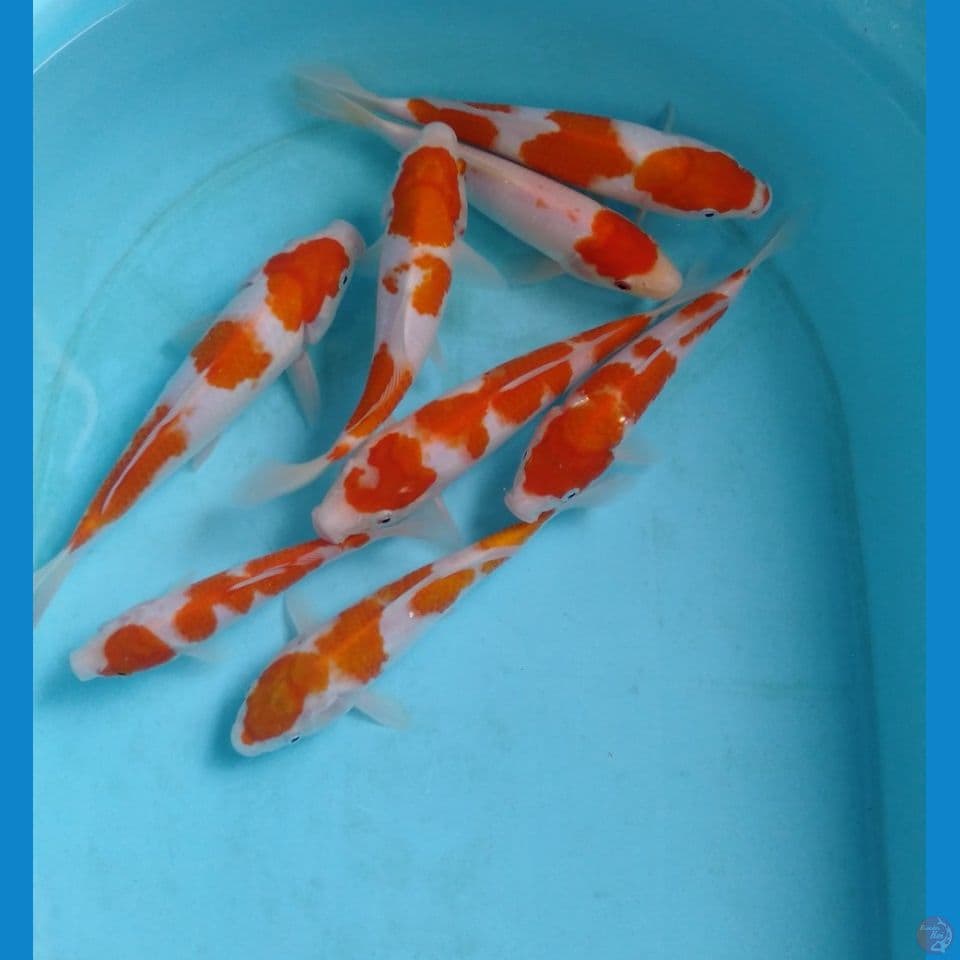 paket kohaku 20BU