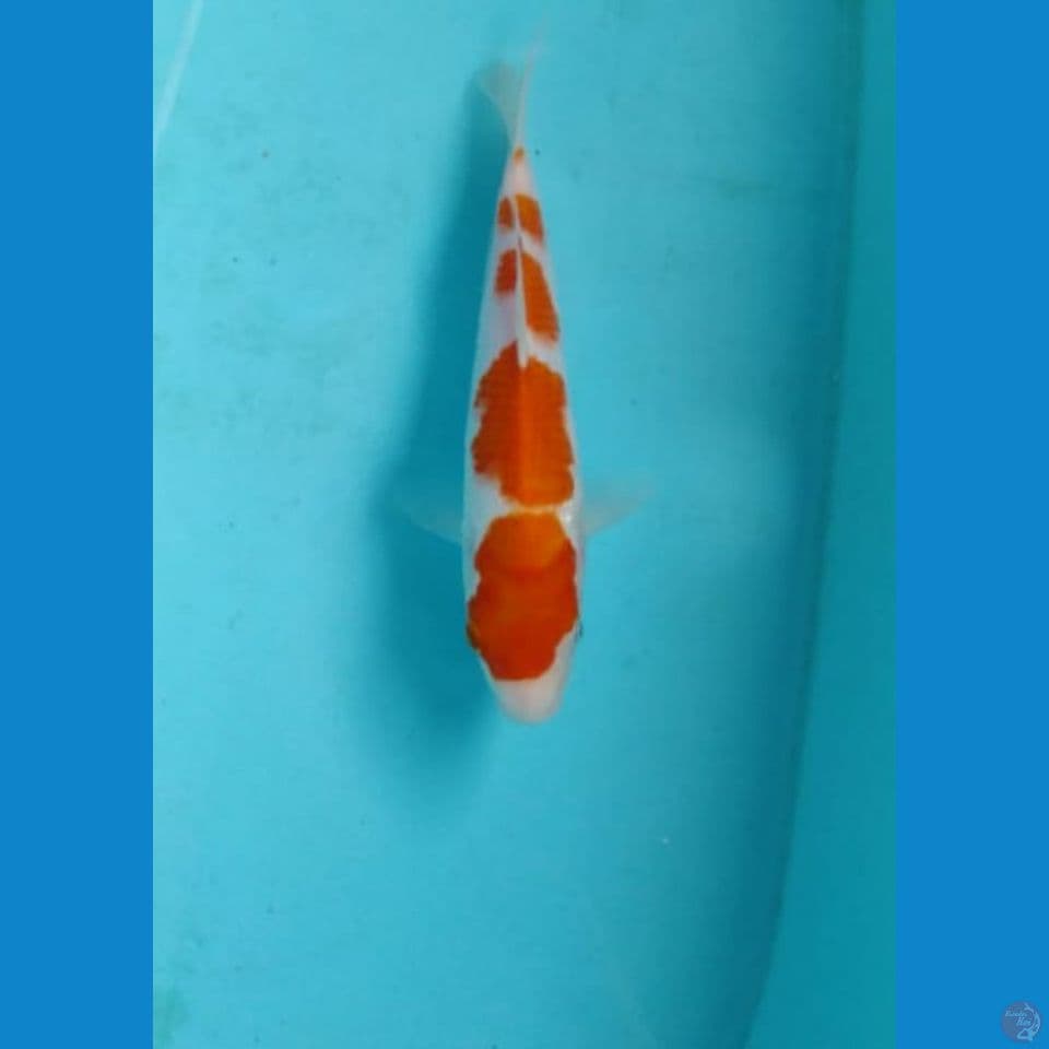 kohaku 23cm