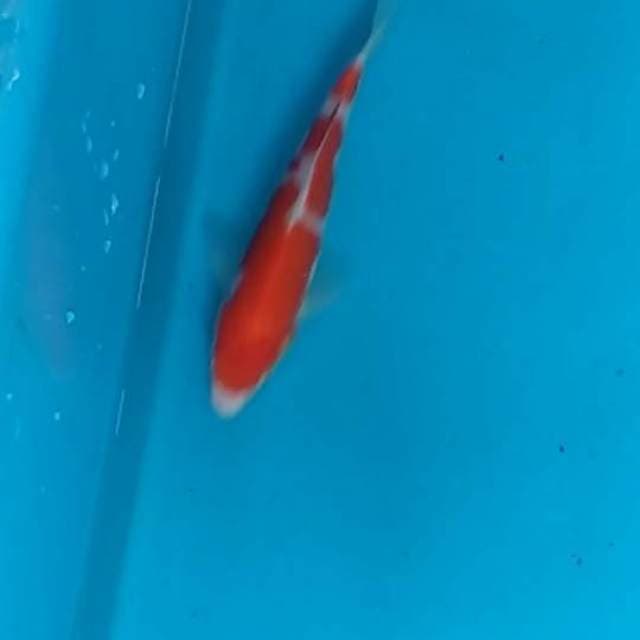 Kohaku SQ
