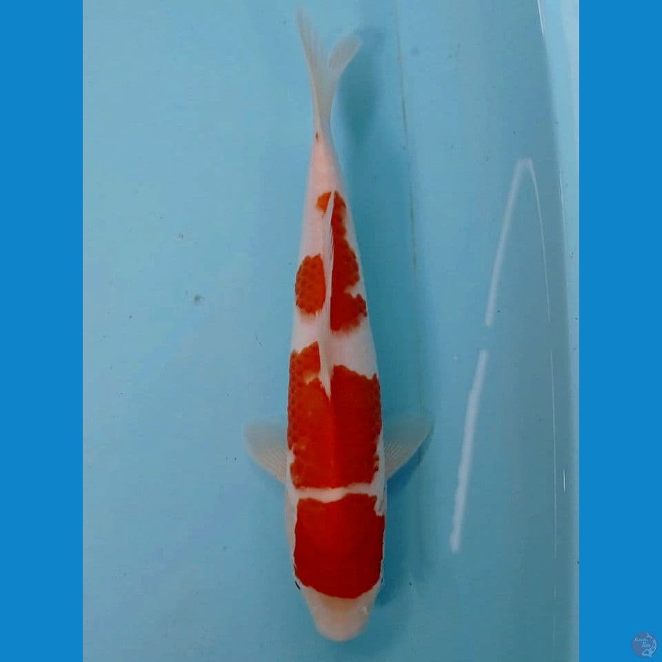 kohaku, 26 cm