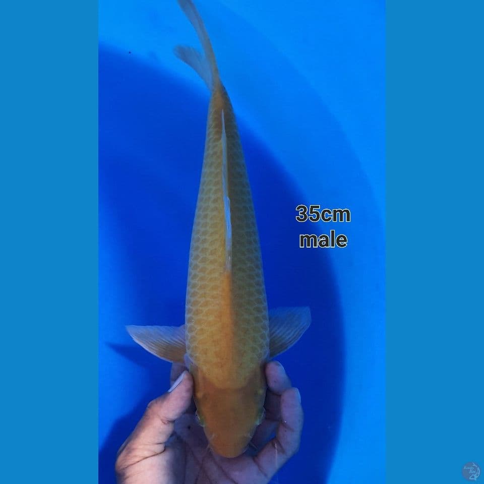 lemon karasi