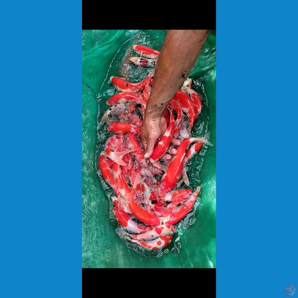 kohaku sanke Sisik mix Doit 50ekor Grade
