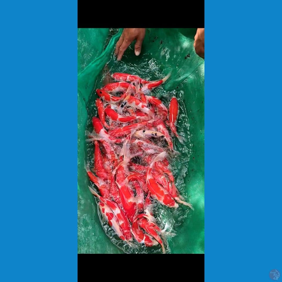 kohaku sanke Sisik mix Doit 50ekor Grade