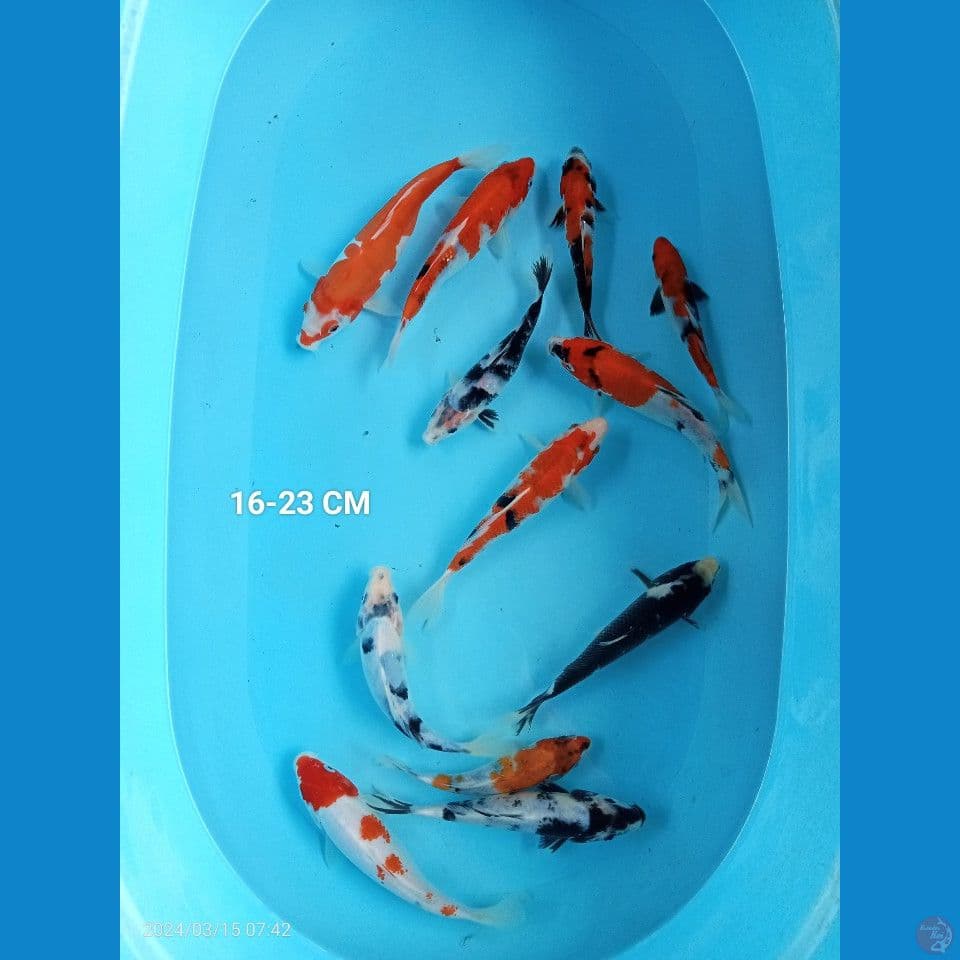 paket mix 16-23,, 12 ekor
