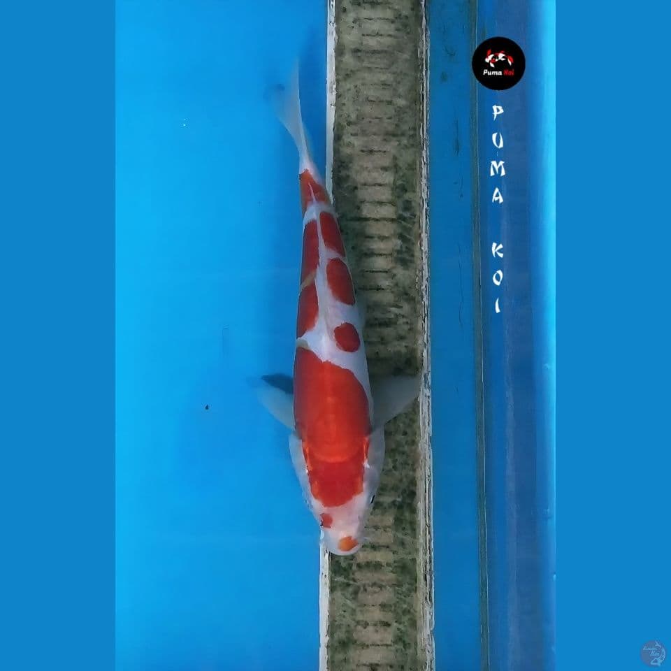 Kohaku 27cm