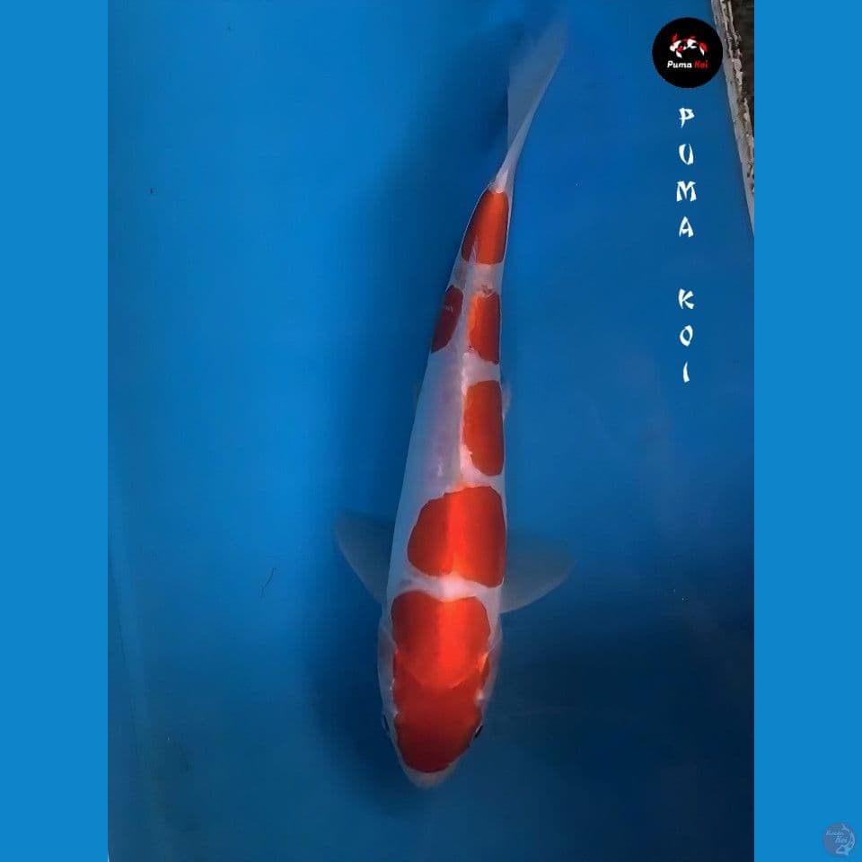 Kohaku 27cm