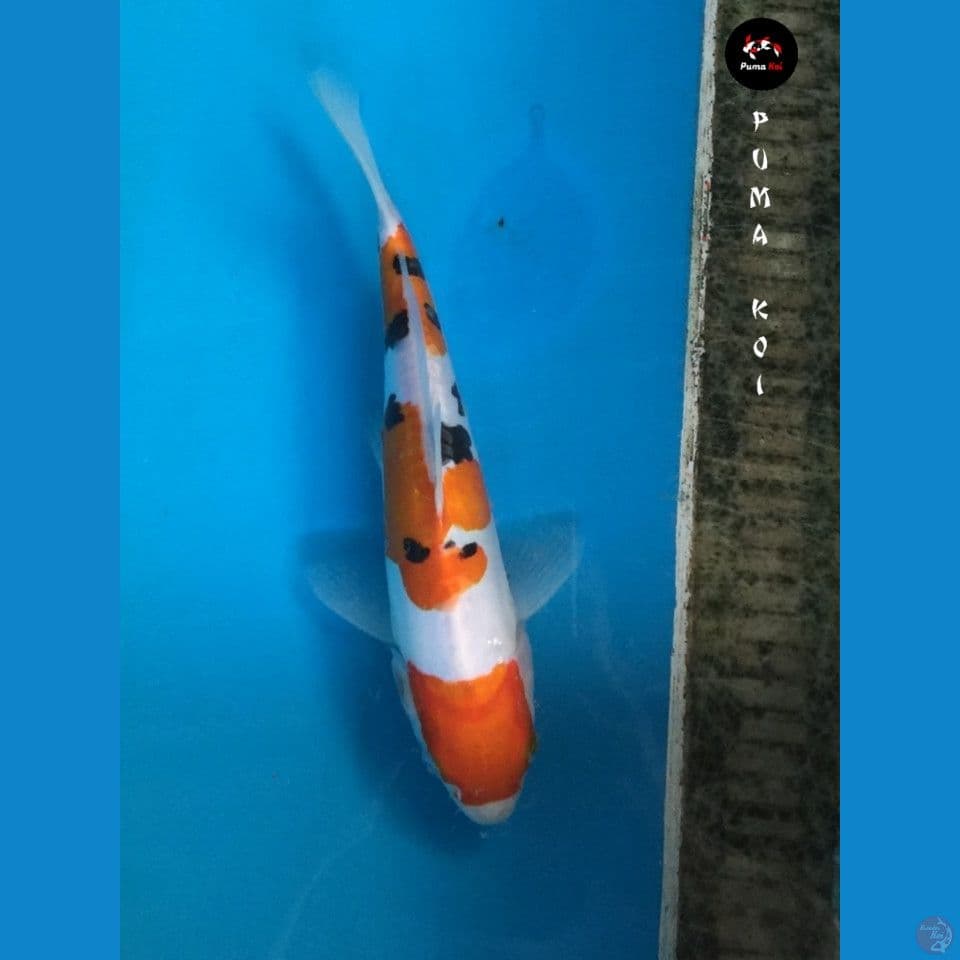 Kohaku 27cm
