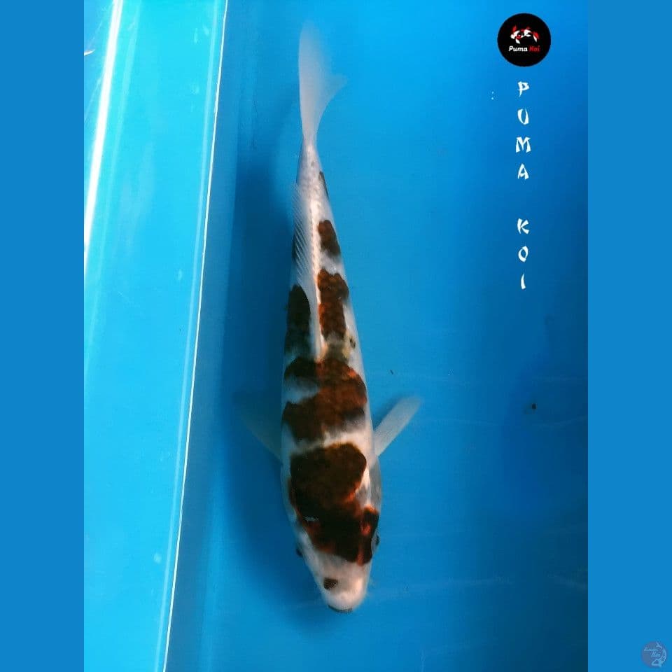 Goromo 28cm