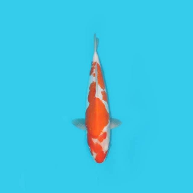 YG_KOHAKU DOITSU_35CM