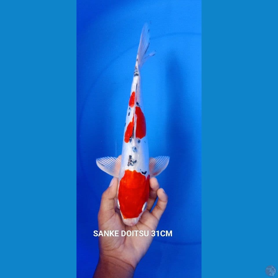 sanke DOITSU 31CM