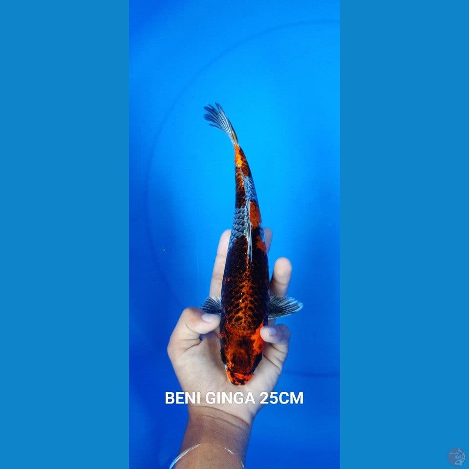 BENIGINGA 25CM