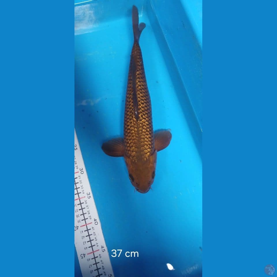 cagoi gindrin 37 cm