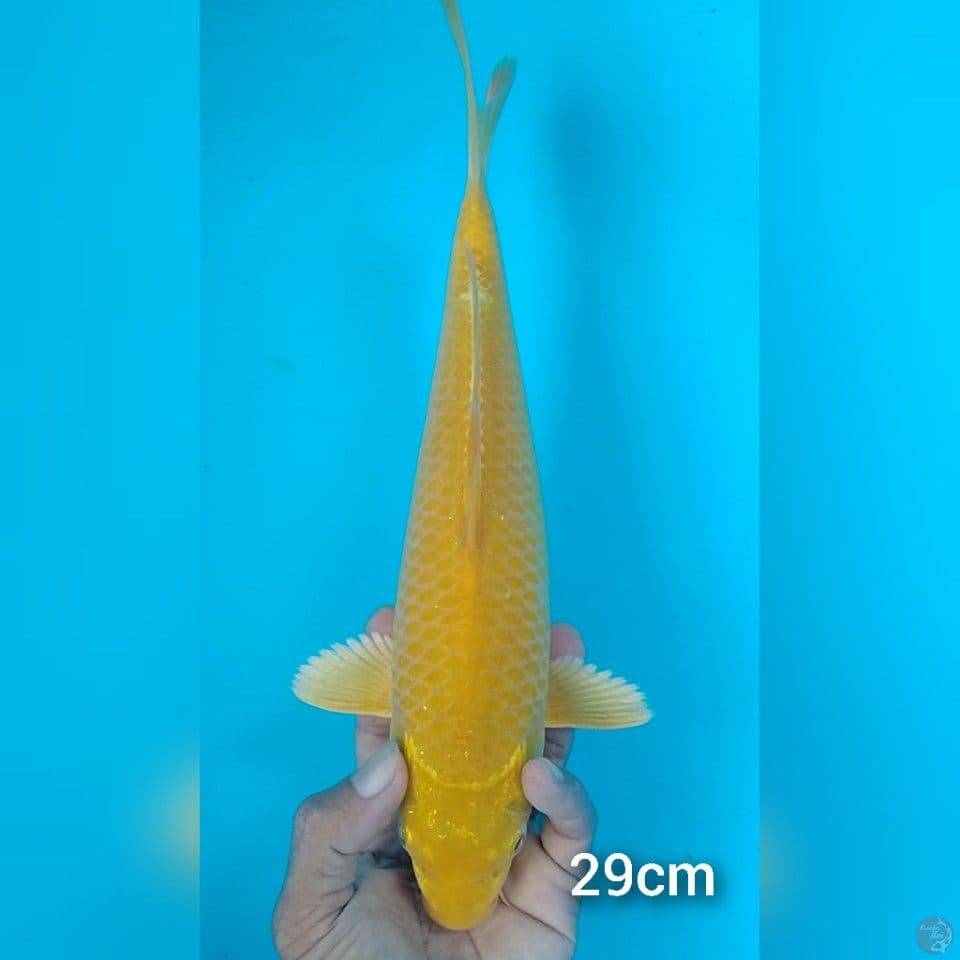 karashi 29cm