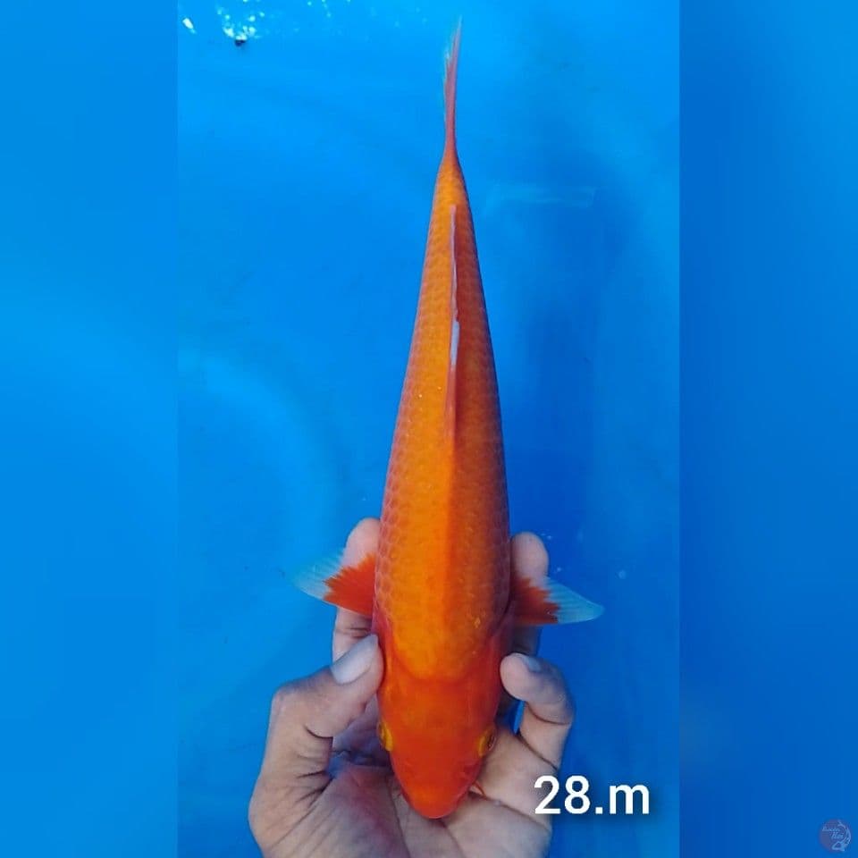 aka hijiro tembus perut 28cm.m
