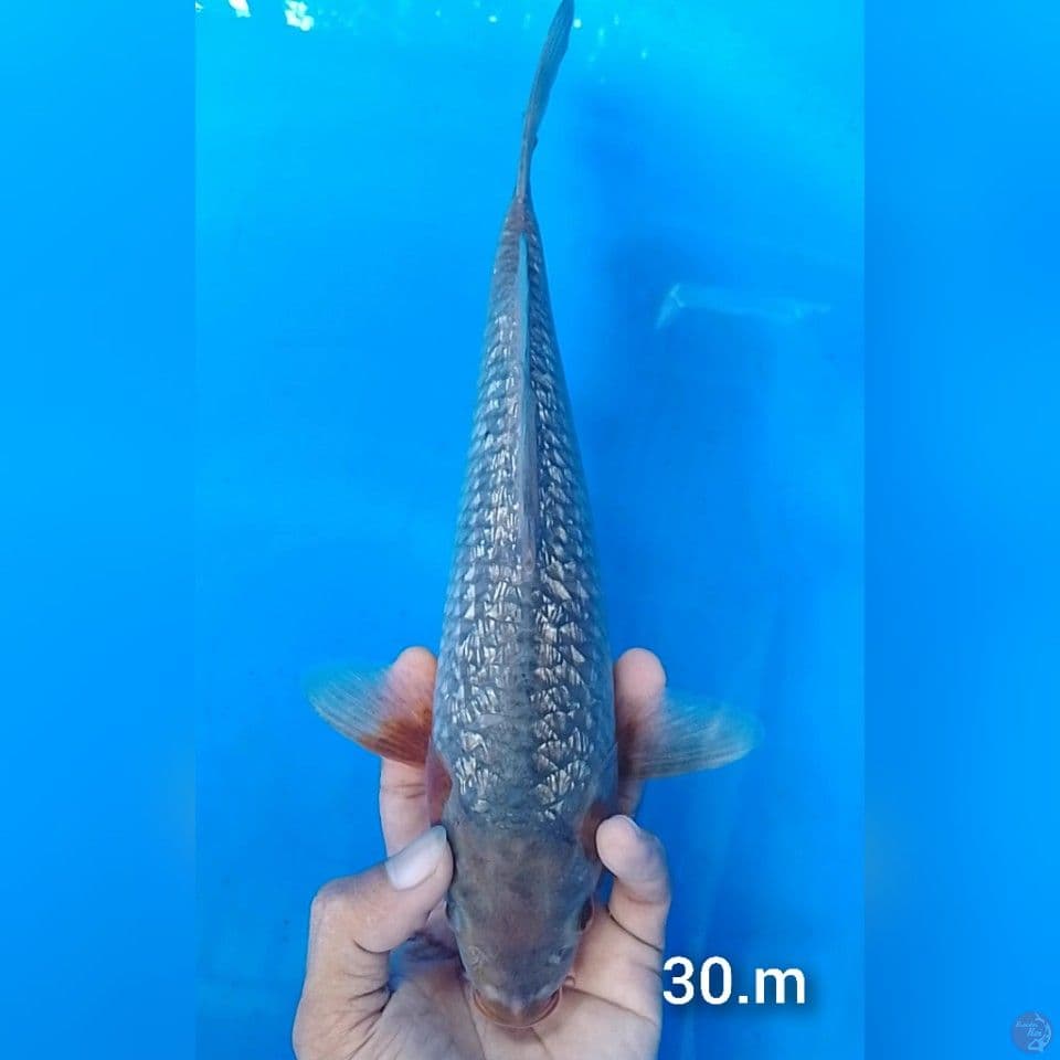 sanbi koyo gindrin 30cm.m
