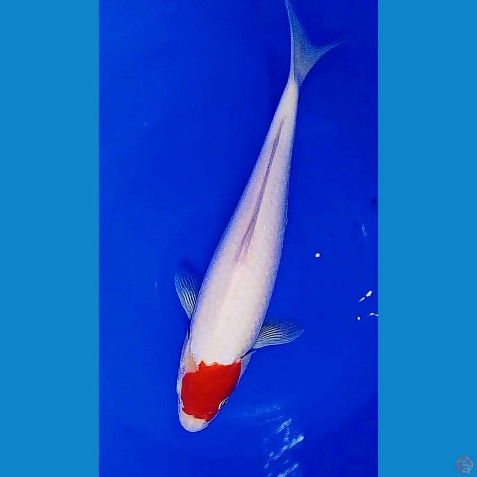 32cm tanco kohaku