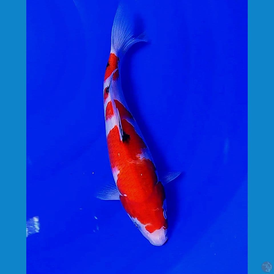 30cm red strong sanke