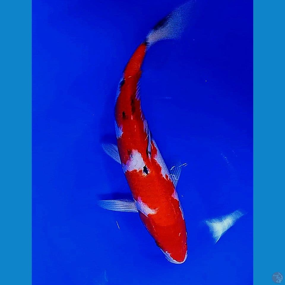 33cm super red sanke