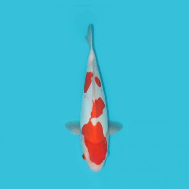 YG_KOHAKU DOITSU_29 CM