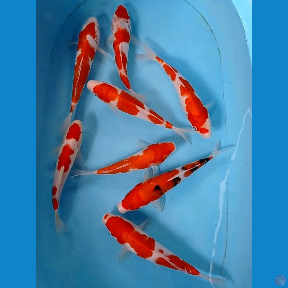 paket mix, 18 - 23 cm