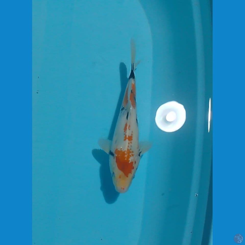 showa kanoko 24cm