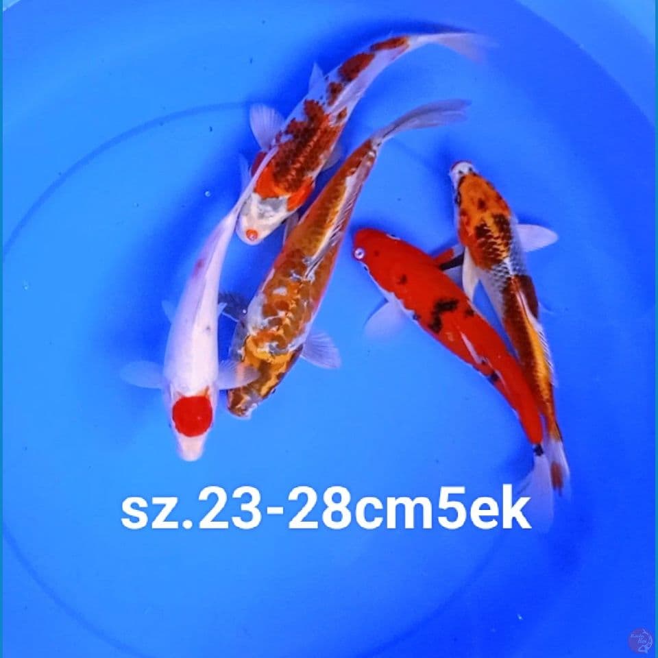 PAKET MIX sz.23-28cm 5ek