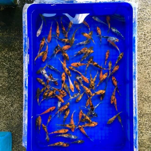 Showa Utsuri Shiro 100ekor Layak Dibesarkan