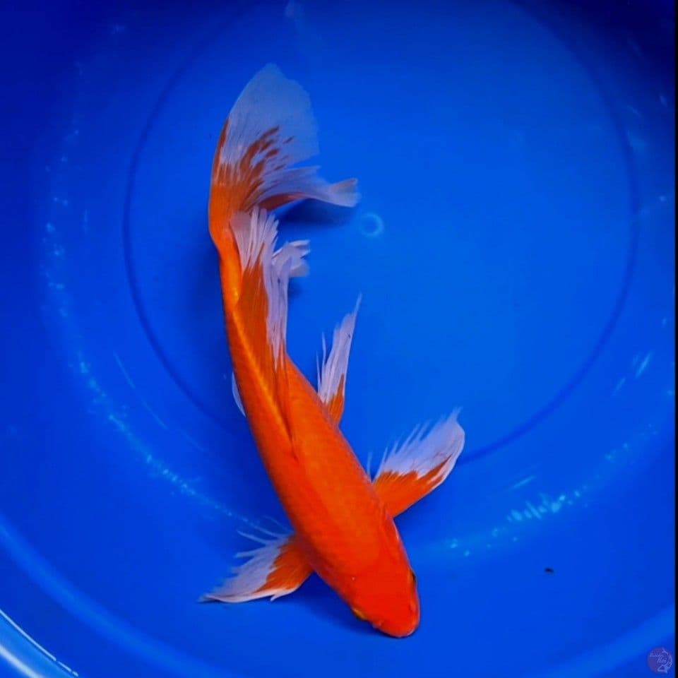 kumpay akahajiro tembus perut 37cm (male)