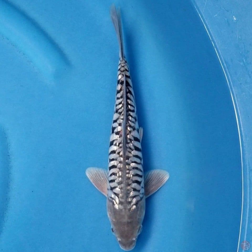 ARAGOKE GINRIN 28 CM MALE