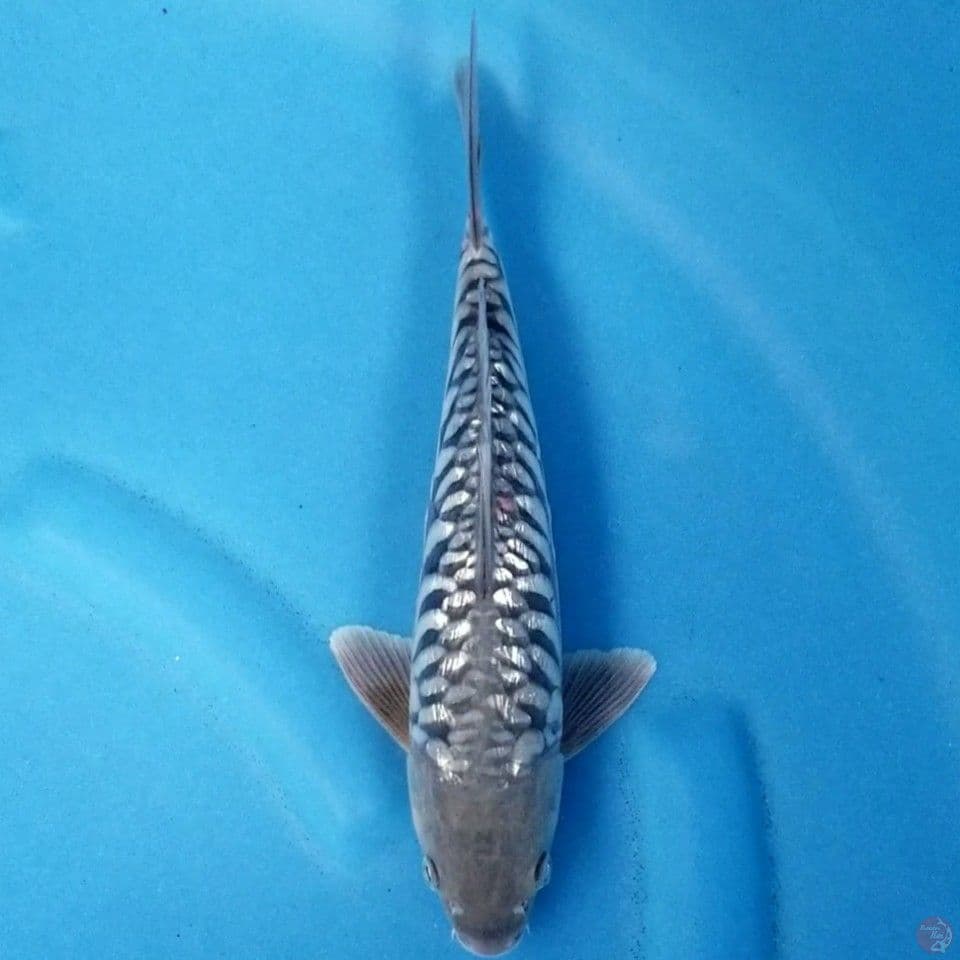 ARAGOKE GINRIN 28 CM MALE