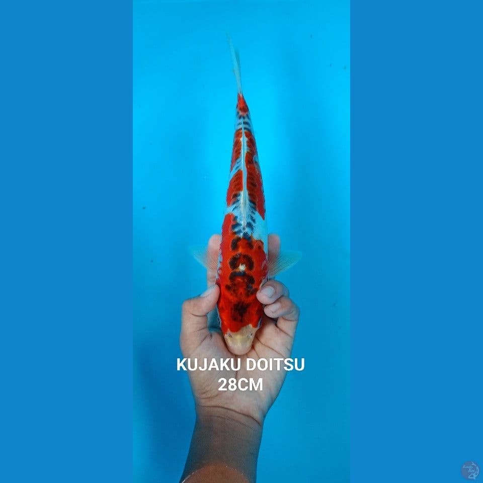 KUJAKU DOITSU 28cm