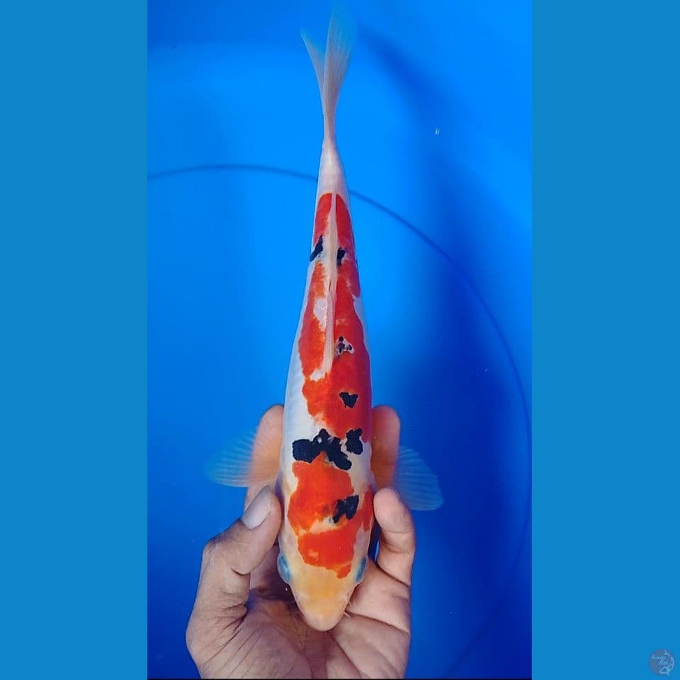 sanke doitshu : 26cm