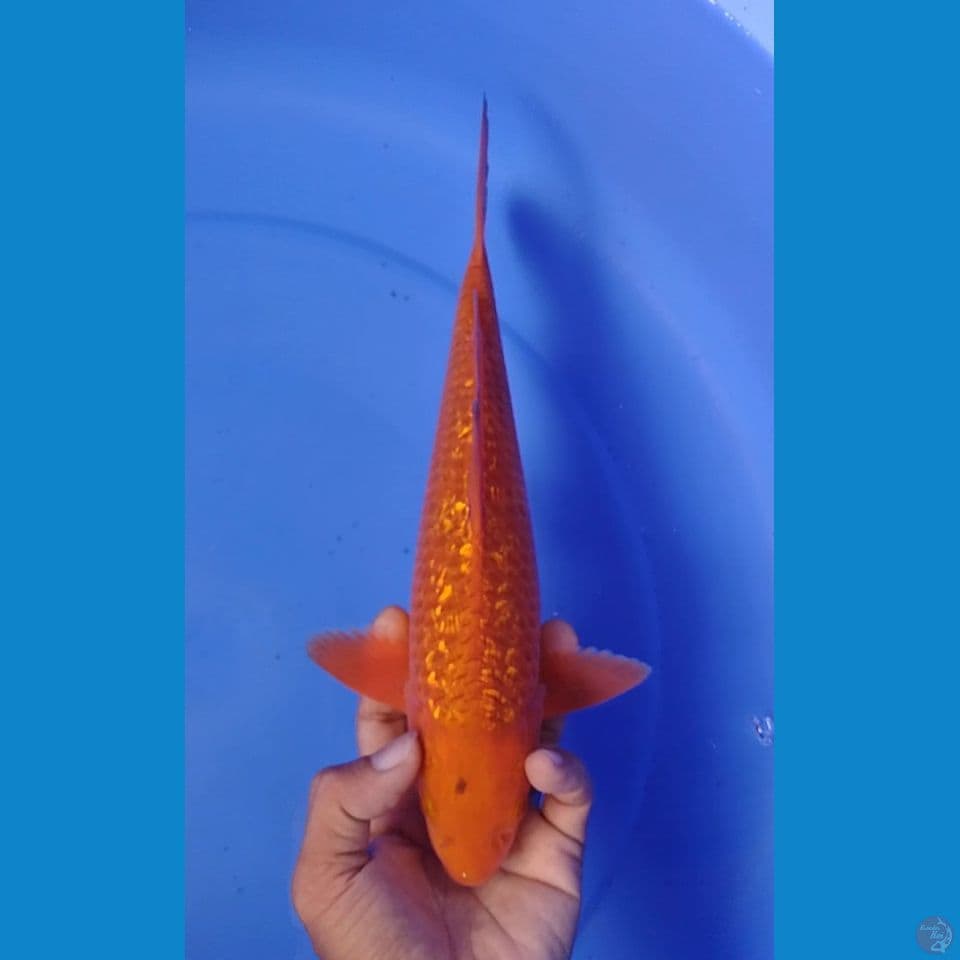 karamel gindrin : 30cm.m