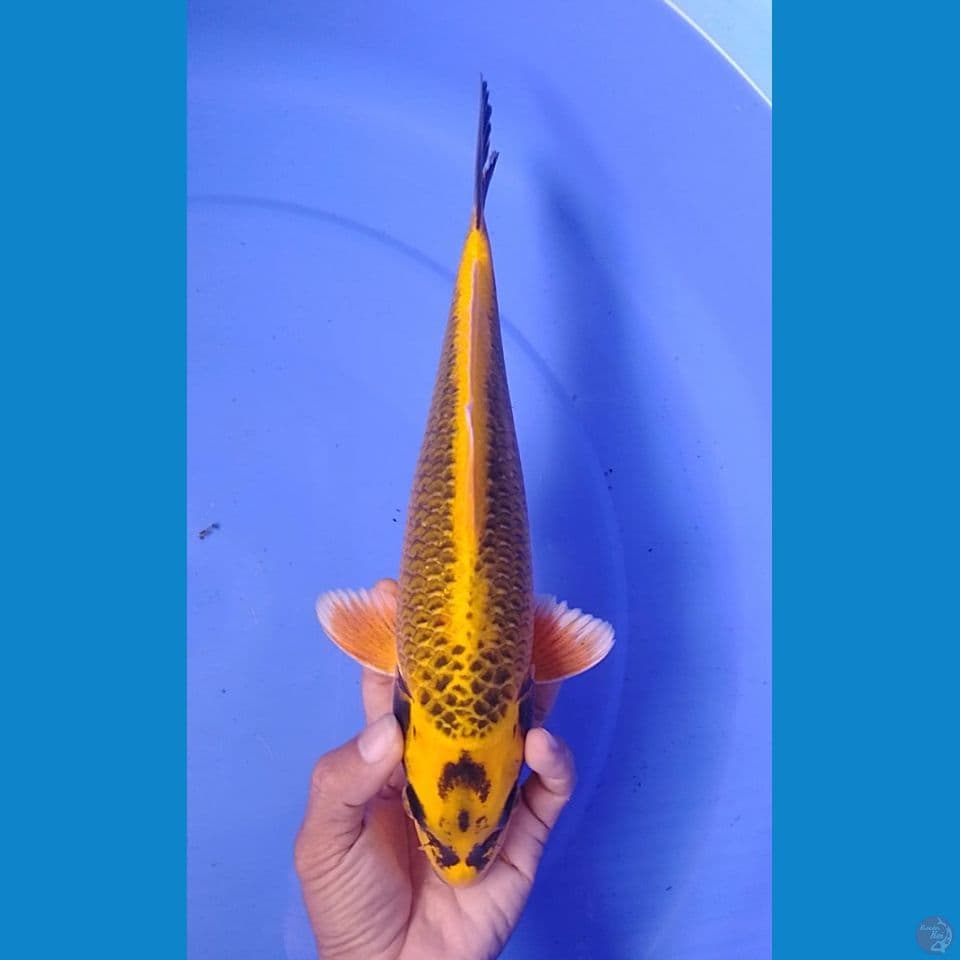 mukashi : 30 cm.m