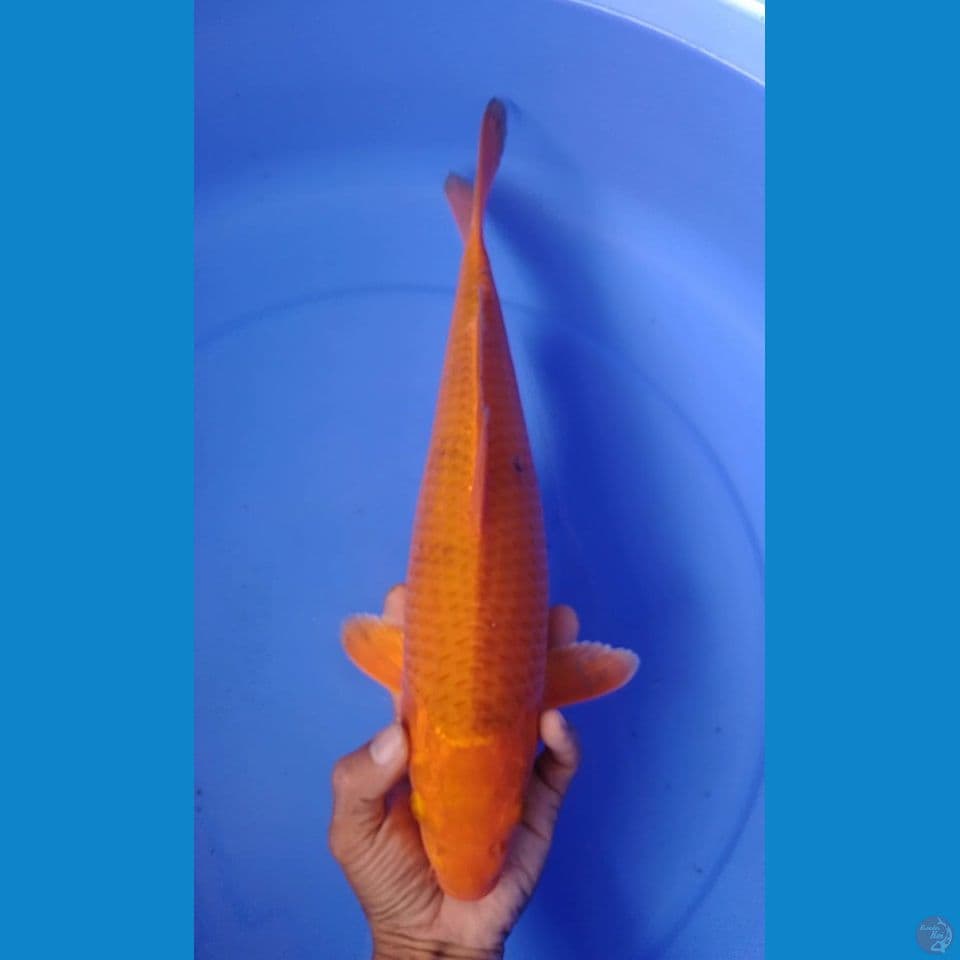karamel : 37cm