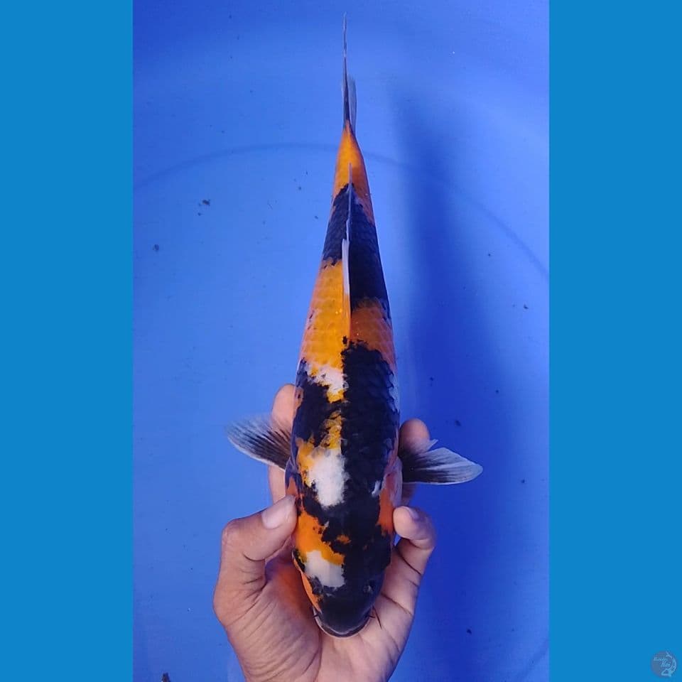 hi showa : 32 cm.