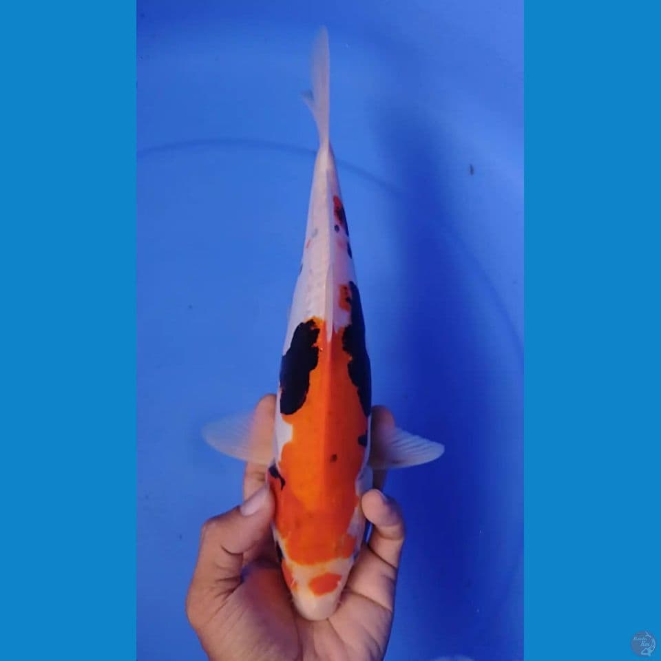 beni komonryu :30cm