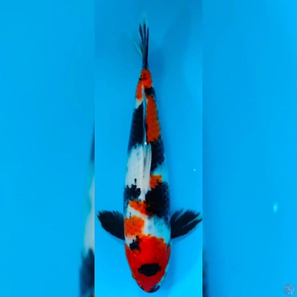 SHOWA MALE 35CM
