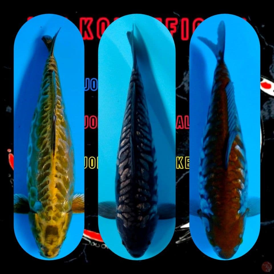rare variety all male 40 Bu