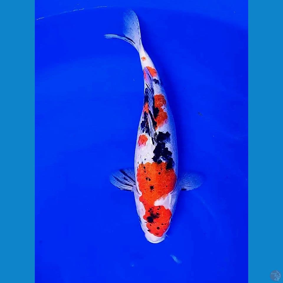 35cm maruten sanke sansoku