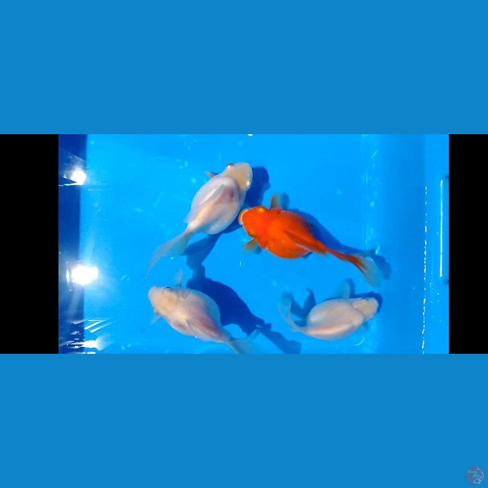 TAMASABA JUMBO 15 19 CM