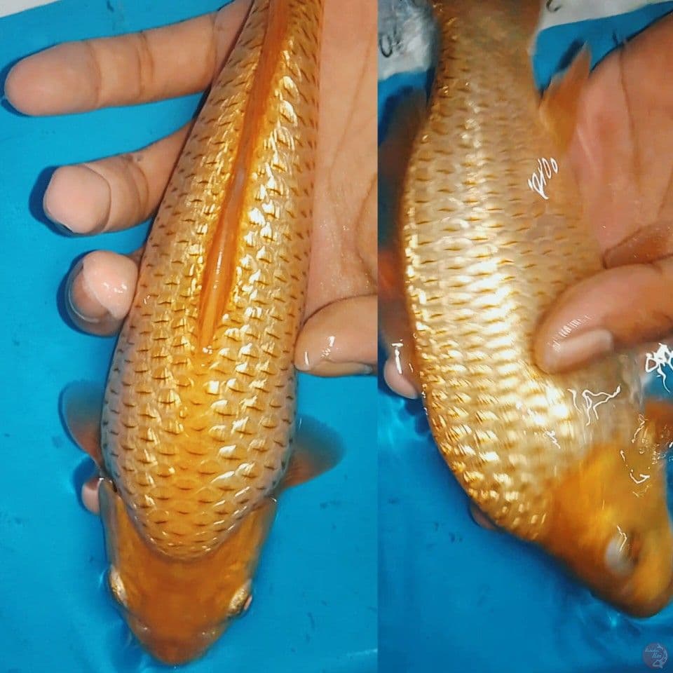 karamel munuk ginrin