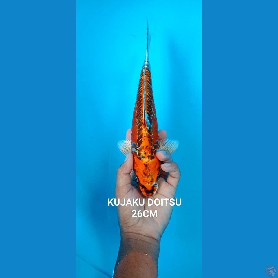 KUJAKU DOITSU 26cm