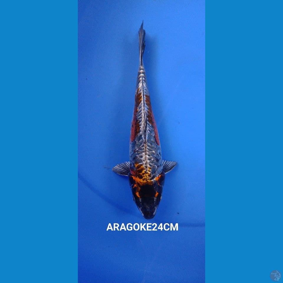 ANTIKKAN 24cm