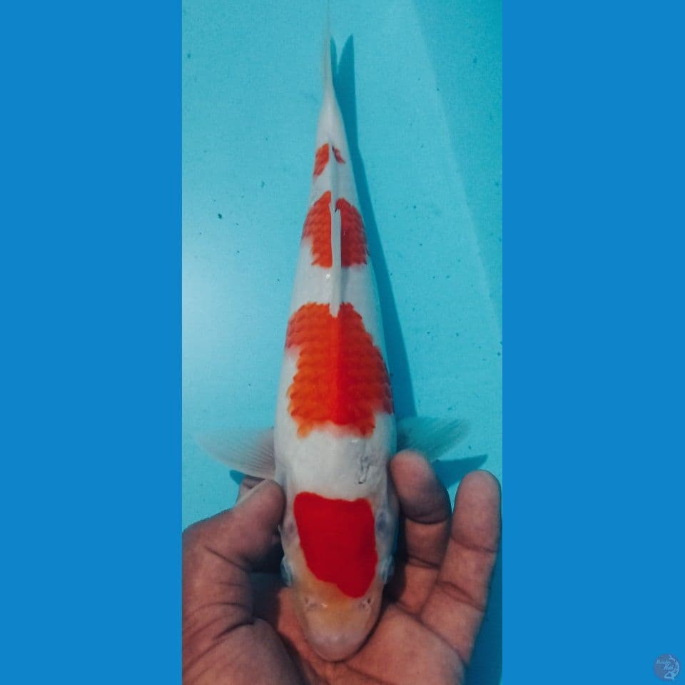 KOHAKU 30