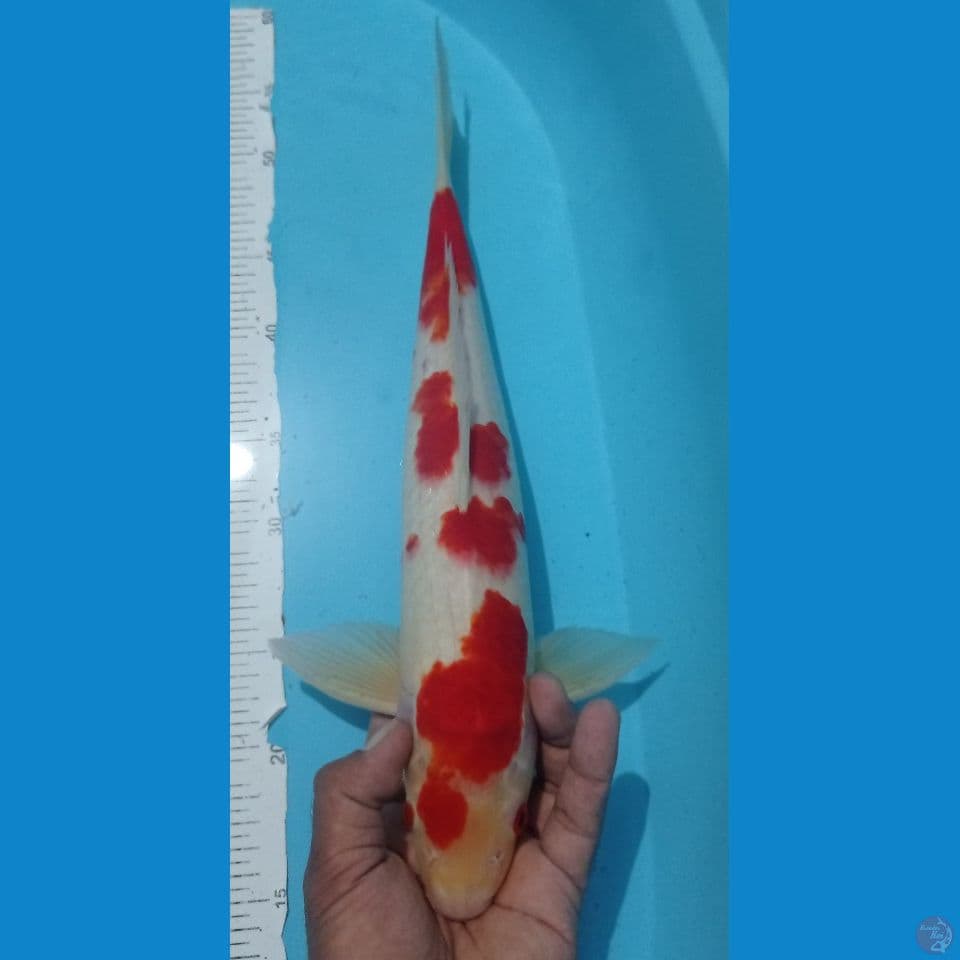 KOHAKU 40
