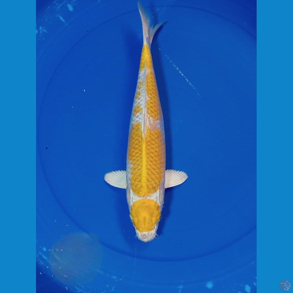 HARIWAKE 36 CM MARUTEN