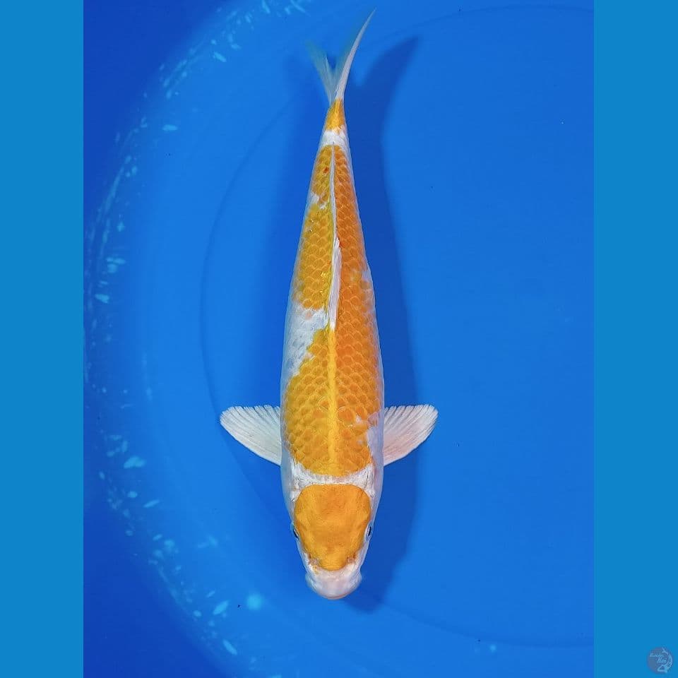 HARIWAKE 36 CM MARUTEN