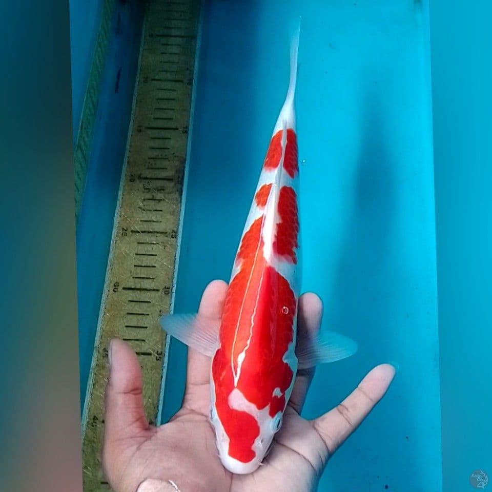 KOHAKU M32